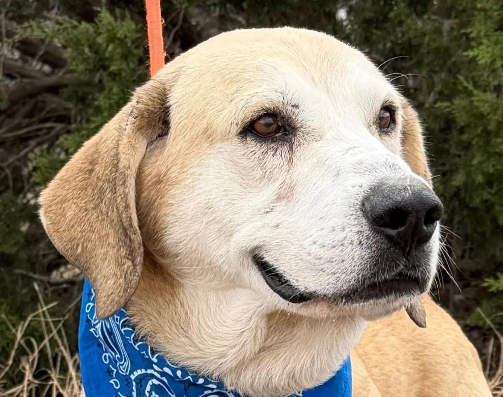 ROCKY**, Adopted, Adult Male Labrador Retriever & Anatolian Shepherd.