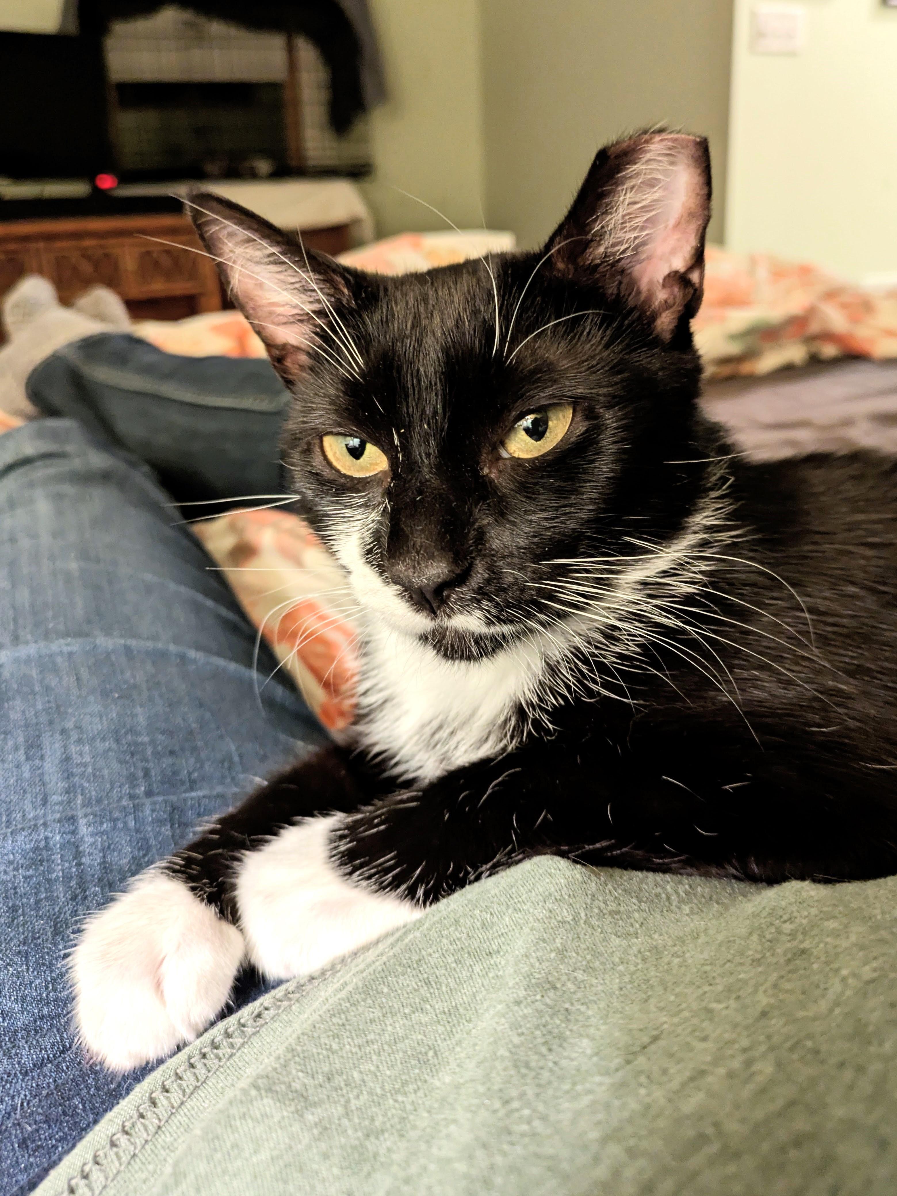 Omla, a ADOPTABLE mixed breed in Lombard, IL image 3/5
