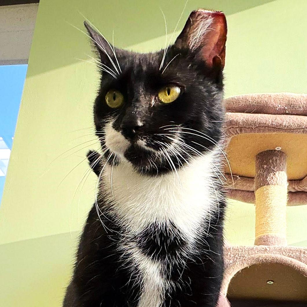 Omla, Adoptable, Young Female Tuxedo & Domestic Short Hair.