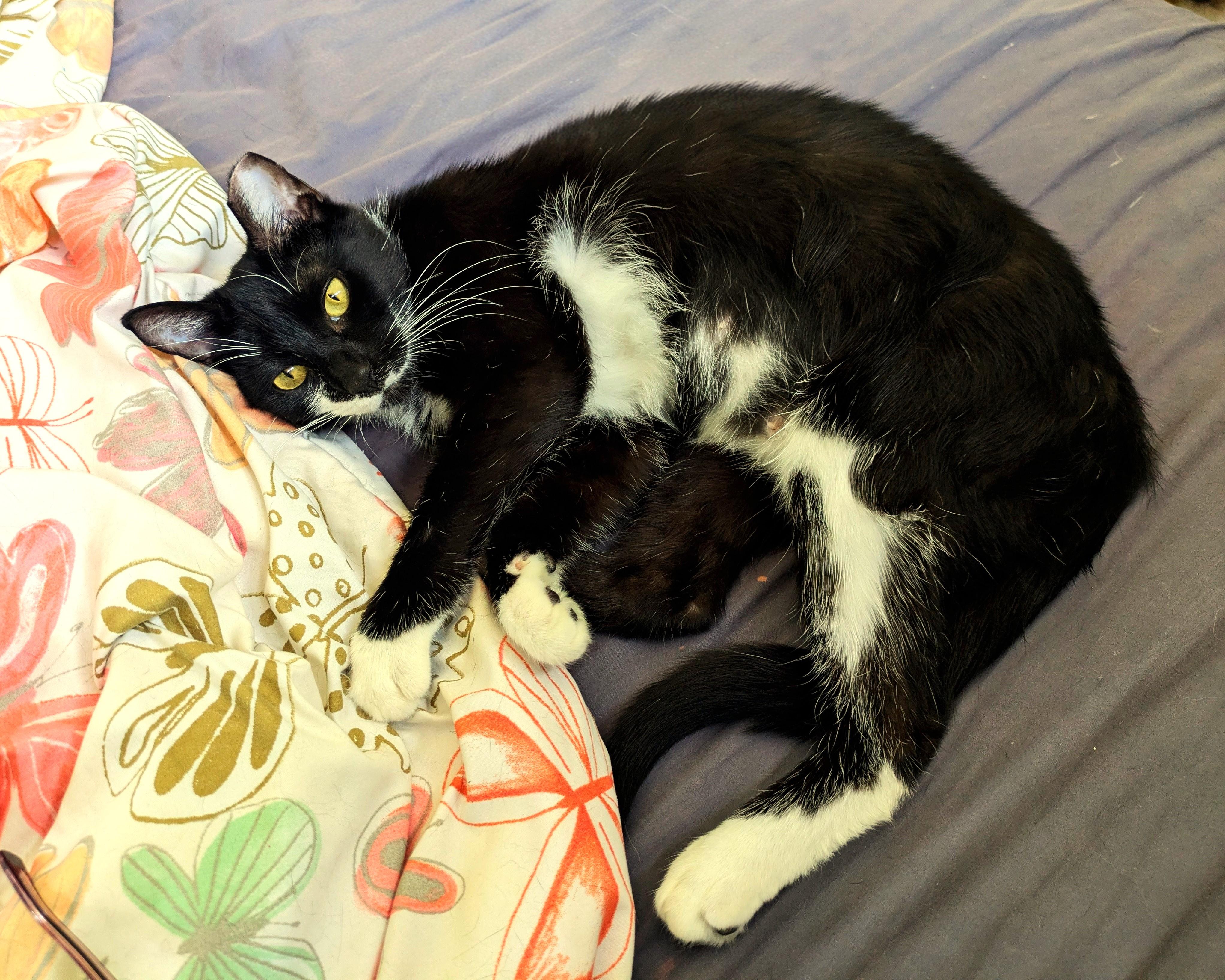 Omla, a ADOPTABLE mixed breed in Lombard, IL image 5/5
