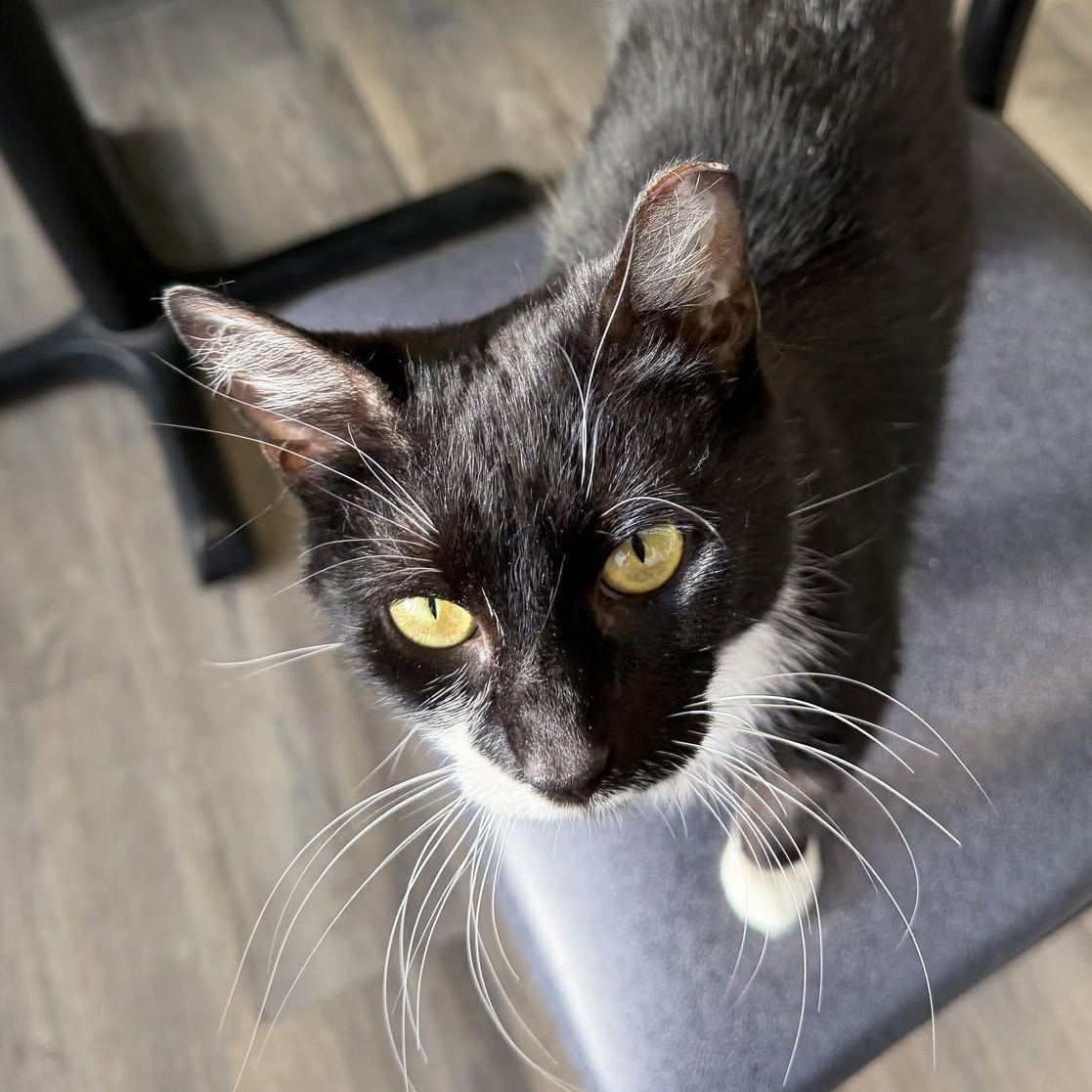 Omla, Adoptable, Young Female Tuxedo & Domestic Short Hair.