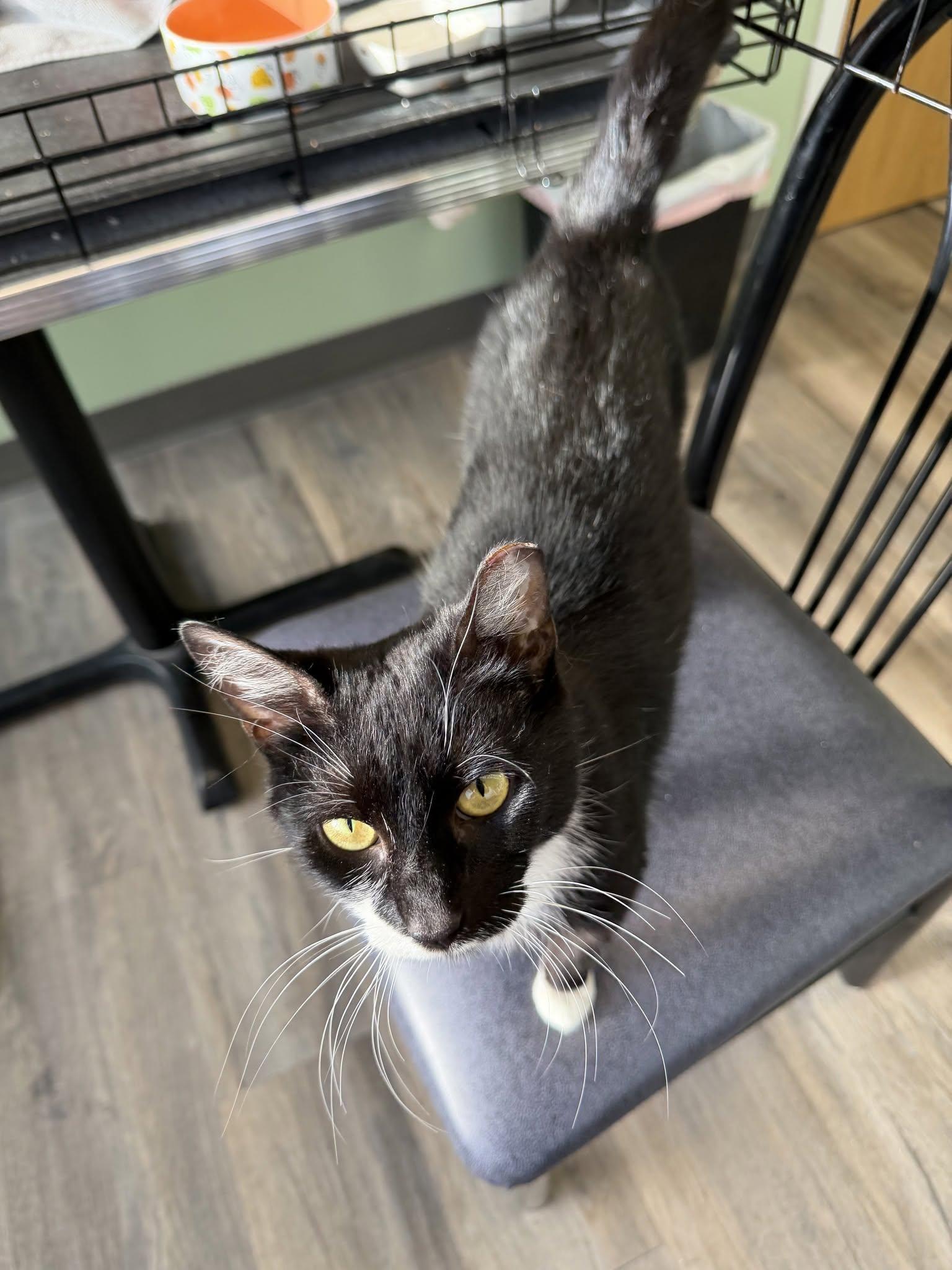 Omla, a ADOPTABLE mixed breed in Lombard, IL image 4/5