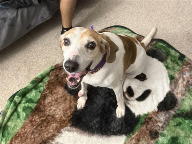 Enlarge PATRICIA**, a Adoptable Hound in Chapel Hill, NC image 1/1