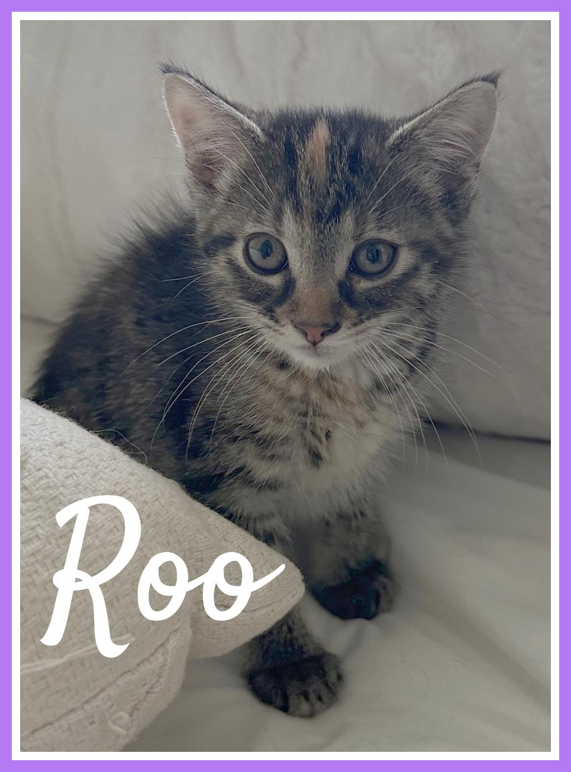 Enlarge Roo, an adopted Domestic Short Hair in Valley City, ND image 1/1