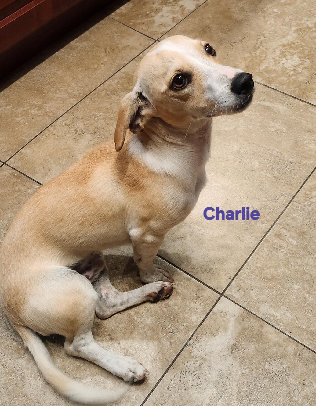 Charlie the Peanut, adopted, Young Male Chihuahua.
