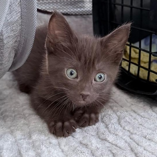 Ferrero (ID 51493), adopted, Kitten Male Domestic Short Hair.