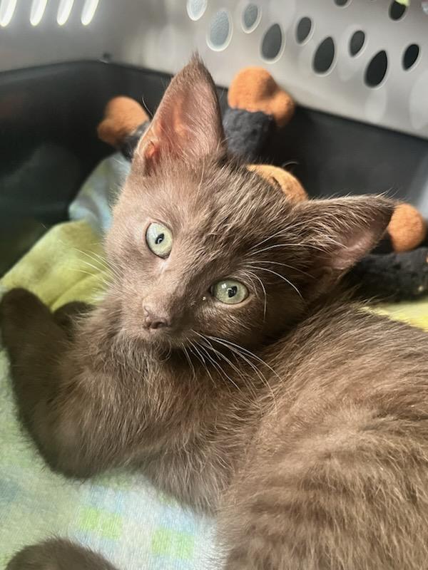 Enlarge Ferrero (ID 51493), an adopted Domestic Short Hair in Manassas, VA image 2/2
