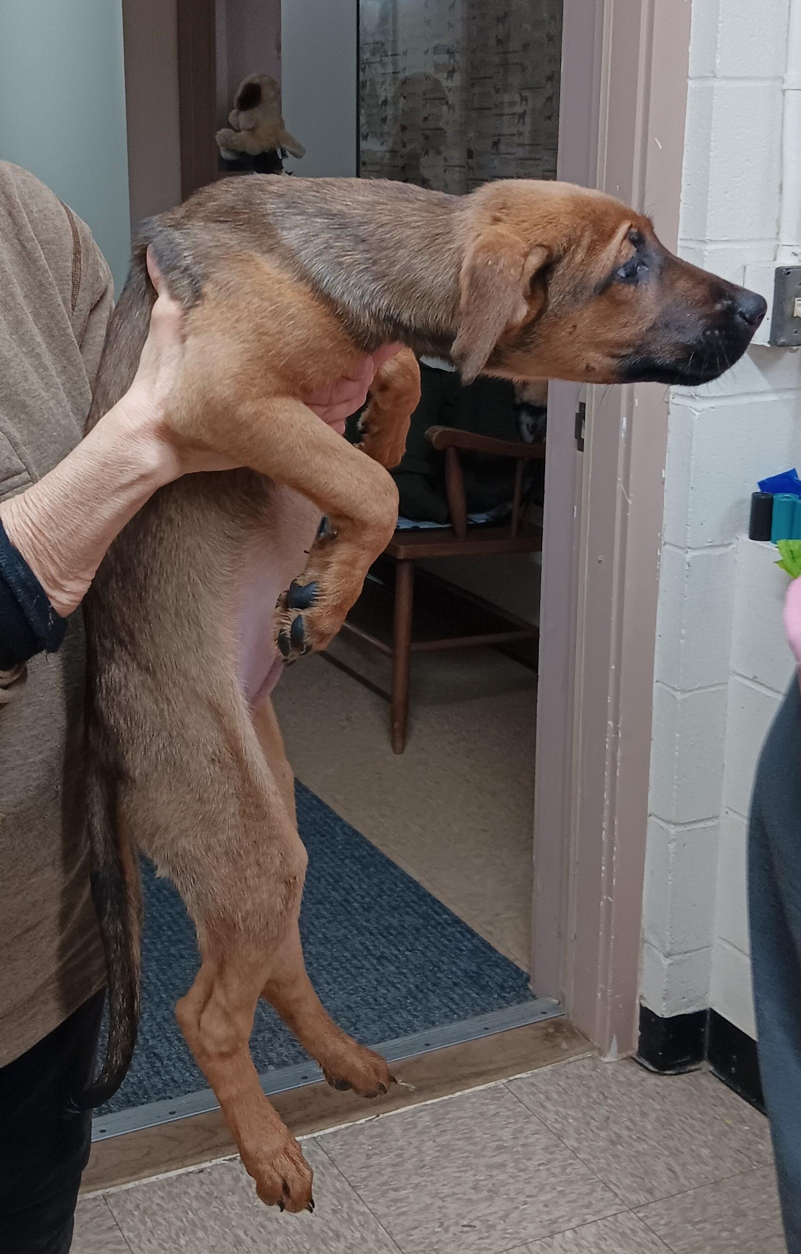 Enlarge Lance, an adopted mixed breed in Springfield, OH image 1/1