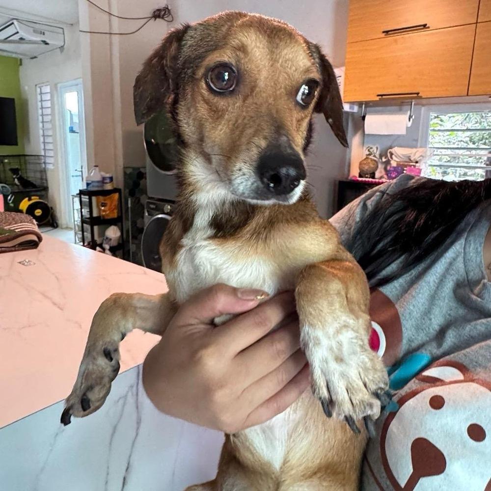 Thiago, Adoptable, Adult Male Chihuahua & Dachshund.
