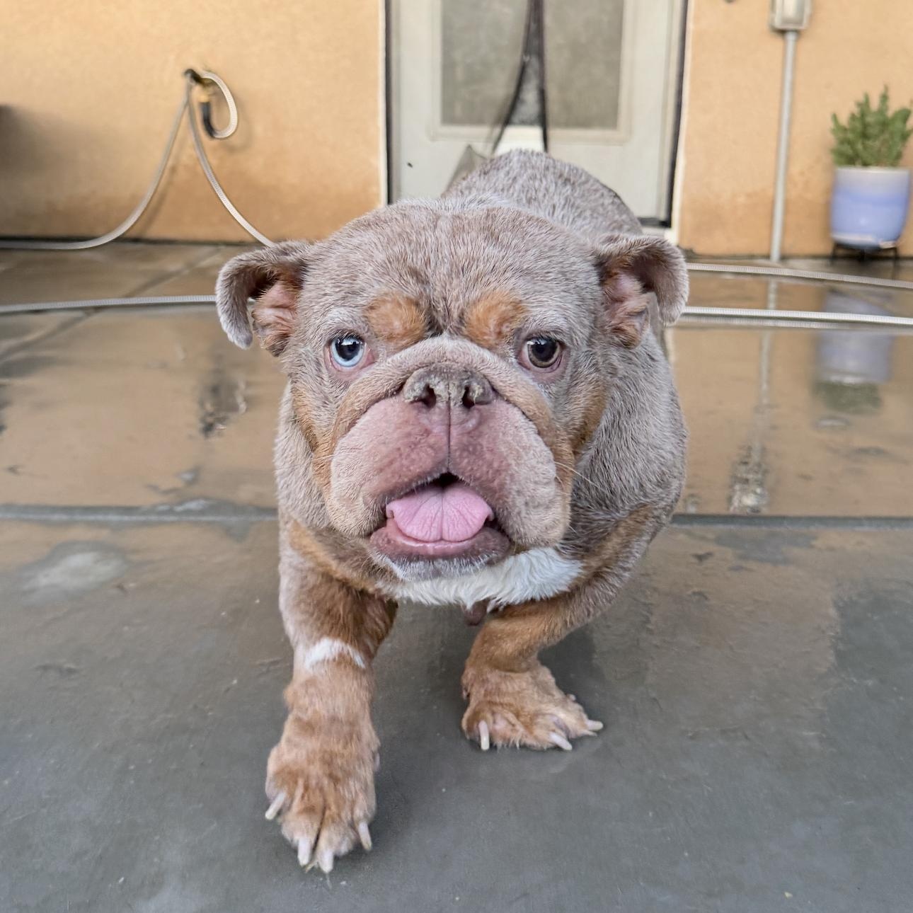 Enlarge Mildred, a Adoptable English Bulldog in Riverside, CA image 3/6