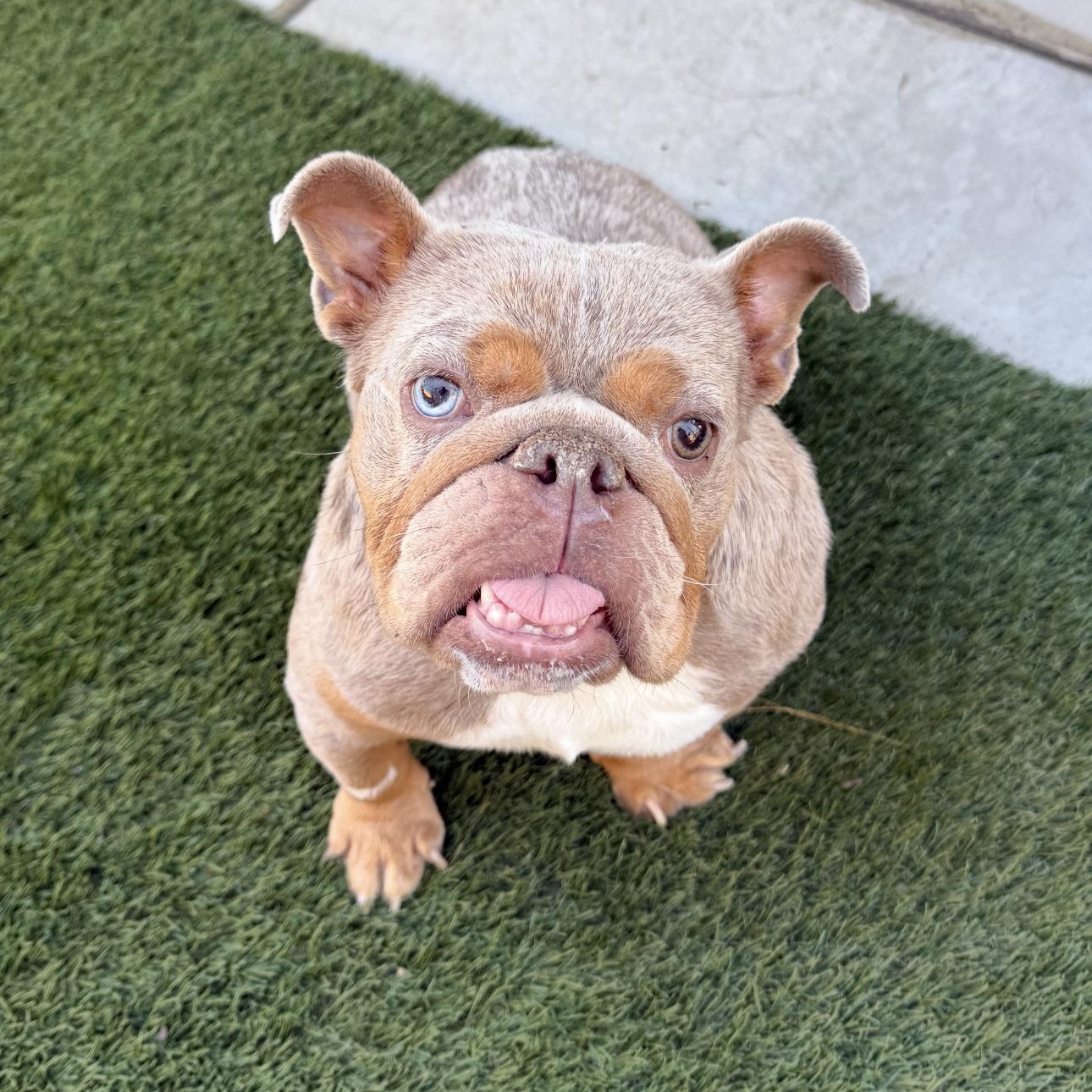 Enlarge Mildred, a Adoptable English Bulldog in Riverside, CA image 5/6