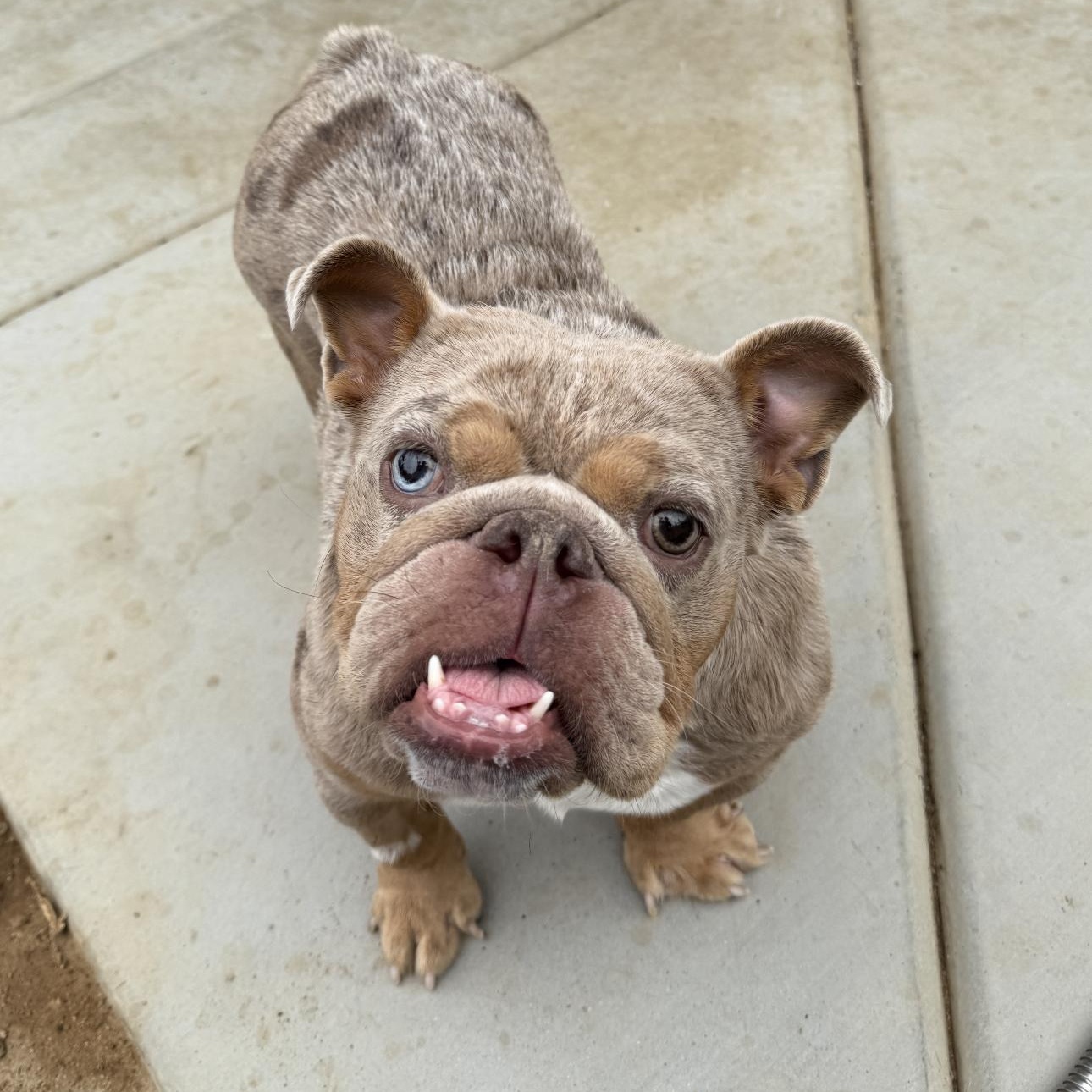 Enlarge Mildred, a Adoptable English Bulldog in Riverside, CA image 4/6