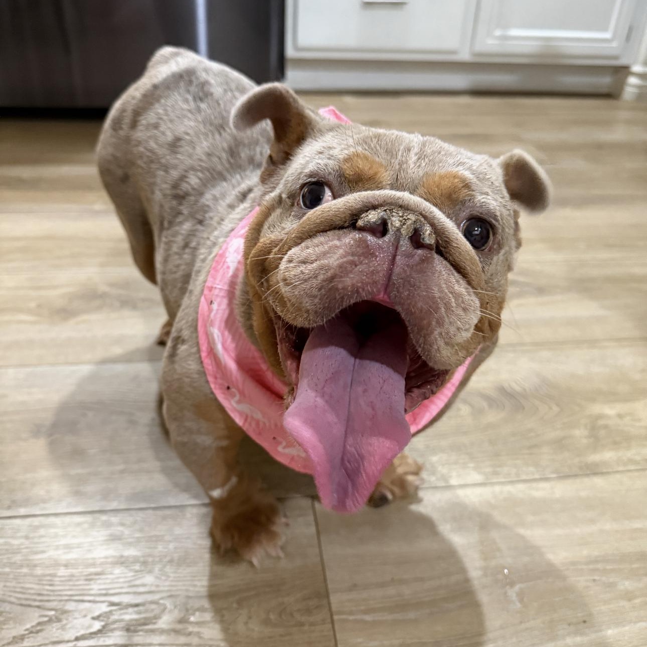 Enlarge Mildred, a Adoptable English Bulldog in Riverside, CA image 6/6