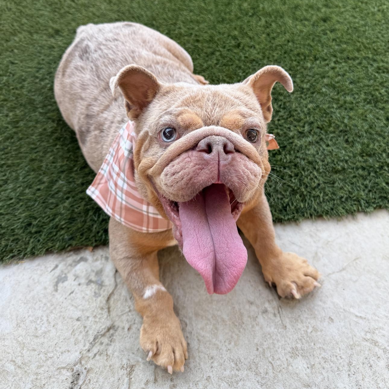 Enlarge Mildred, a Adoptable English Bulldog in Riverside, CA image 2/6