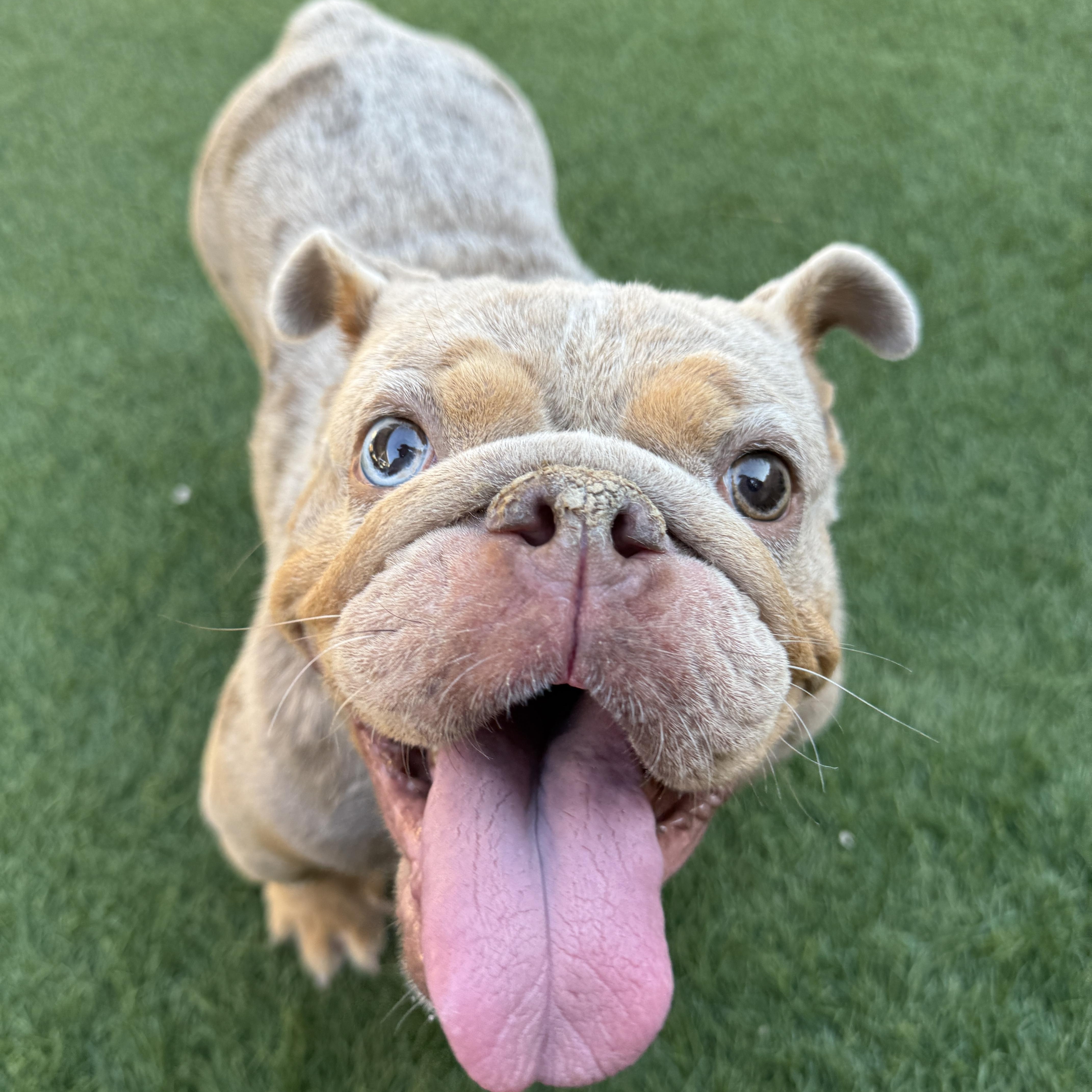 Mildred, Adoptable, Adult Female English Bulldog.