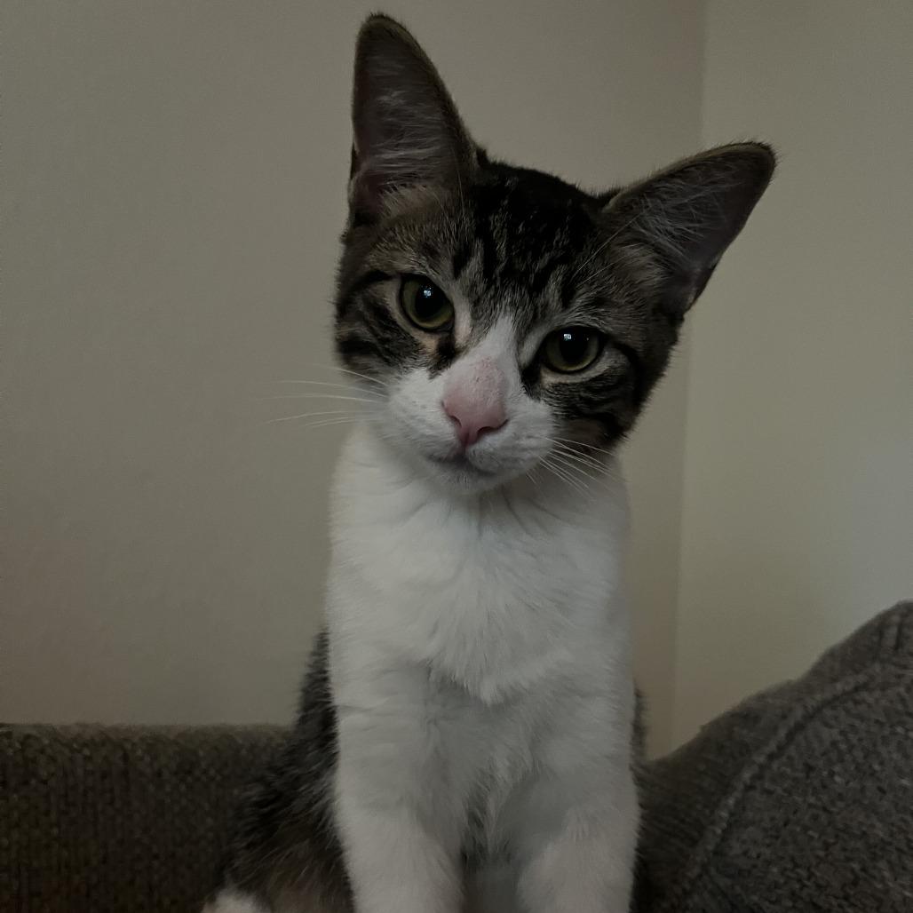 Little Man, Adoptable, Kitten Male Domestic Short Hair.