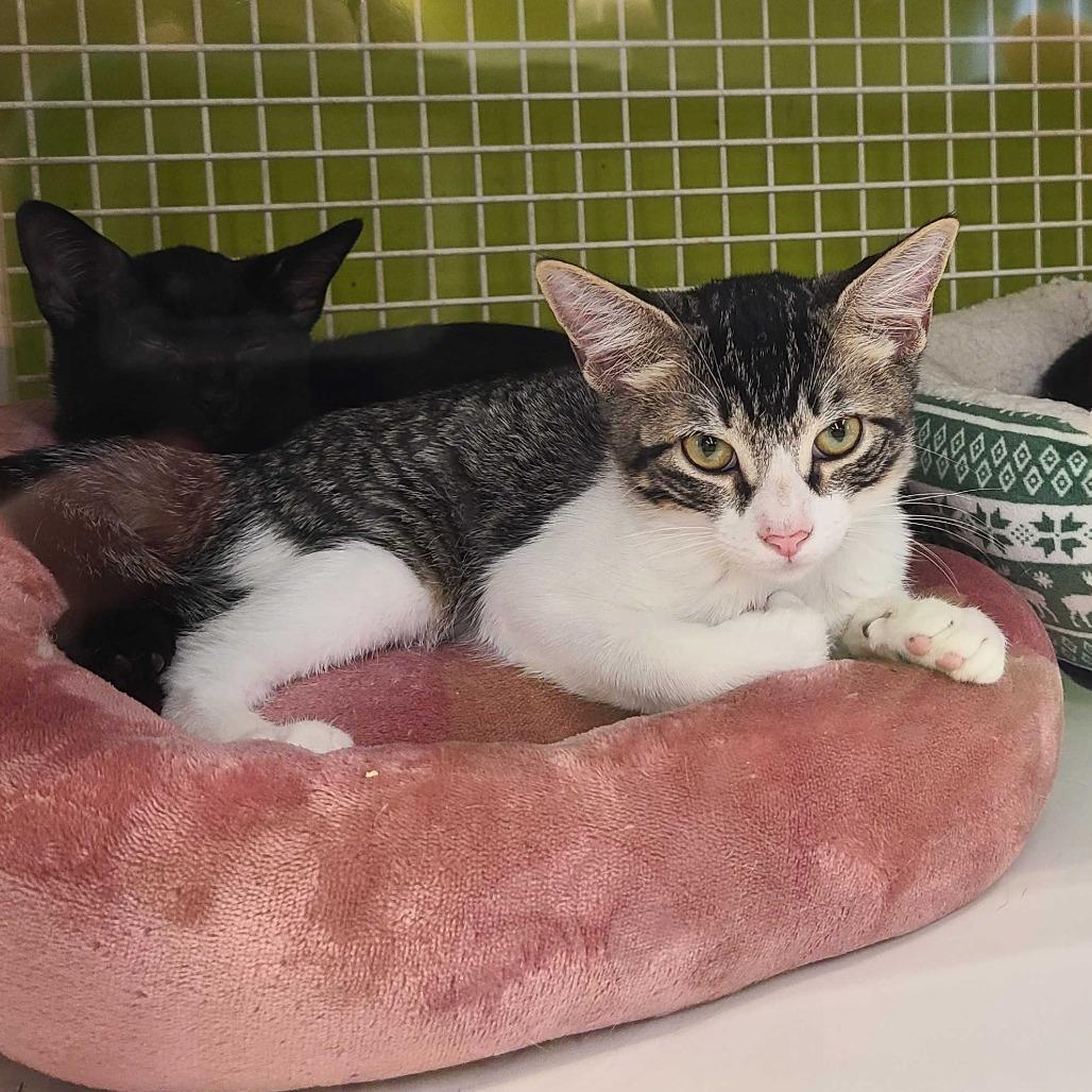 Enlarge Little Man, a Adoptable Domestic Short Hair in Tallahassee, FL image 2/5