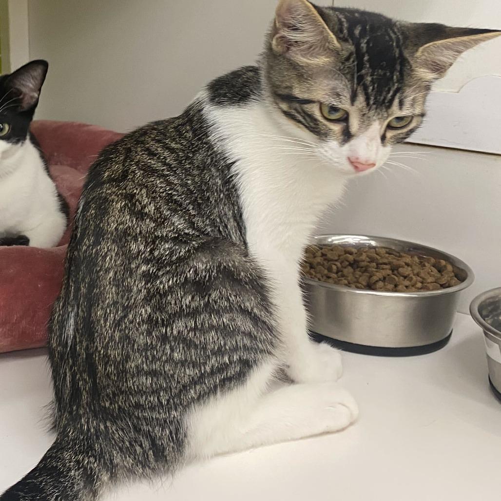 Enlarge Little Man, a Adoptable Domestic Short Hair in Tallahassee, FL image 3/5