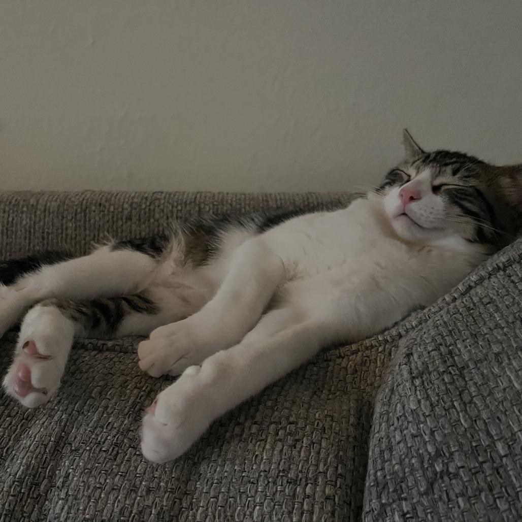 Enlarge Little Man, a Adoptable Domestic Short Hair in Tallahassee, FL image 4/5