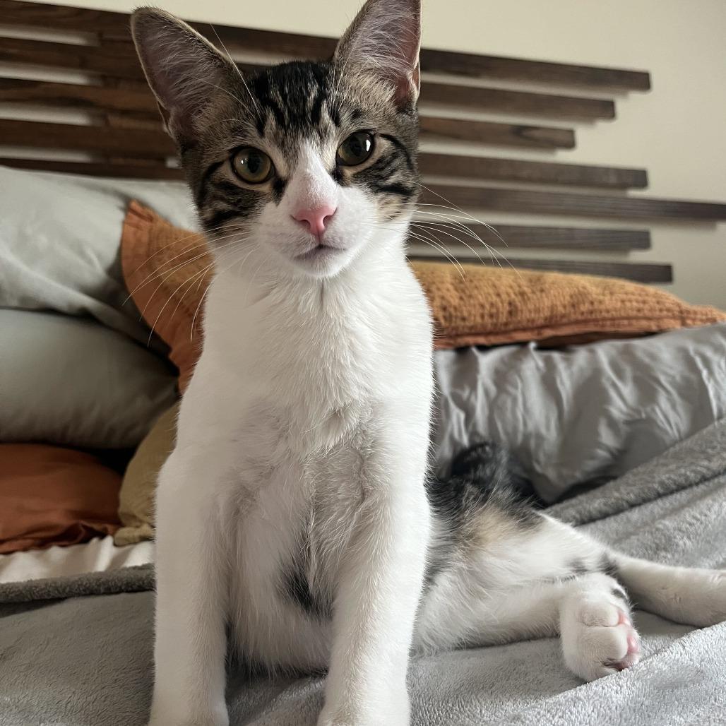 Enlarge Little Man, a Adoptable Domestic Short Hair in Tallahassee, FL image 5/5