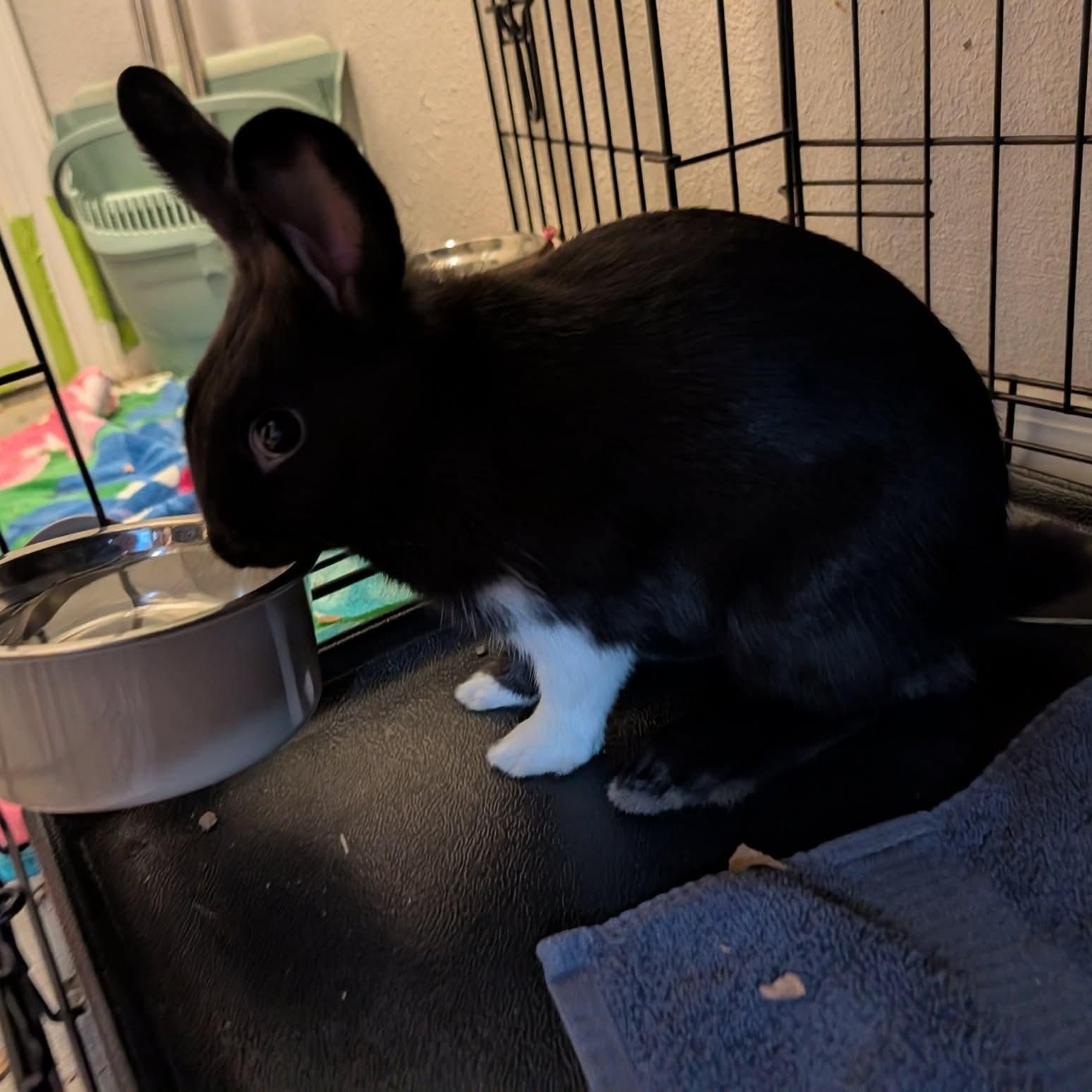 Enlarge Bink, an adopted mixed breed in Albuquerque, NM image 2/3