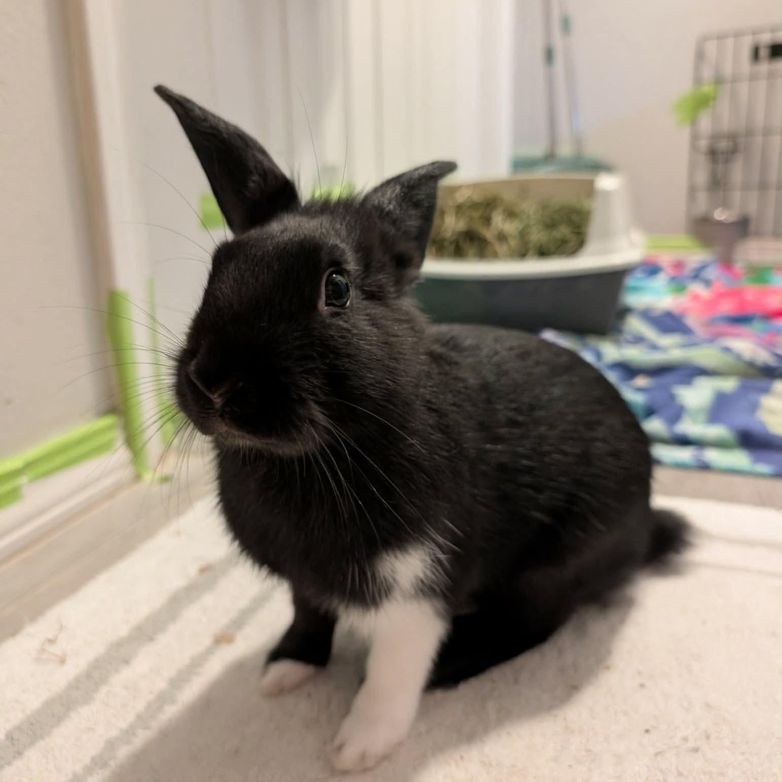 Enlarge Bink, an adopted mixed breed in Albuquerque, NM image 1/3