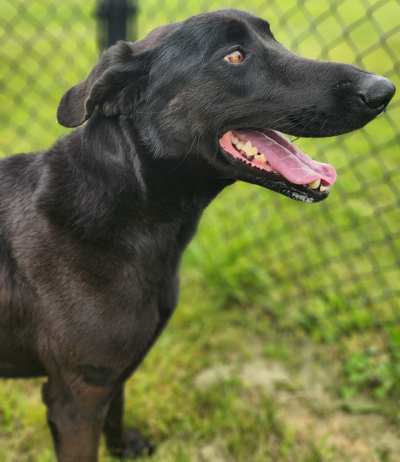 Raven, Adult Female Italian Greyhound