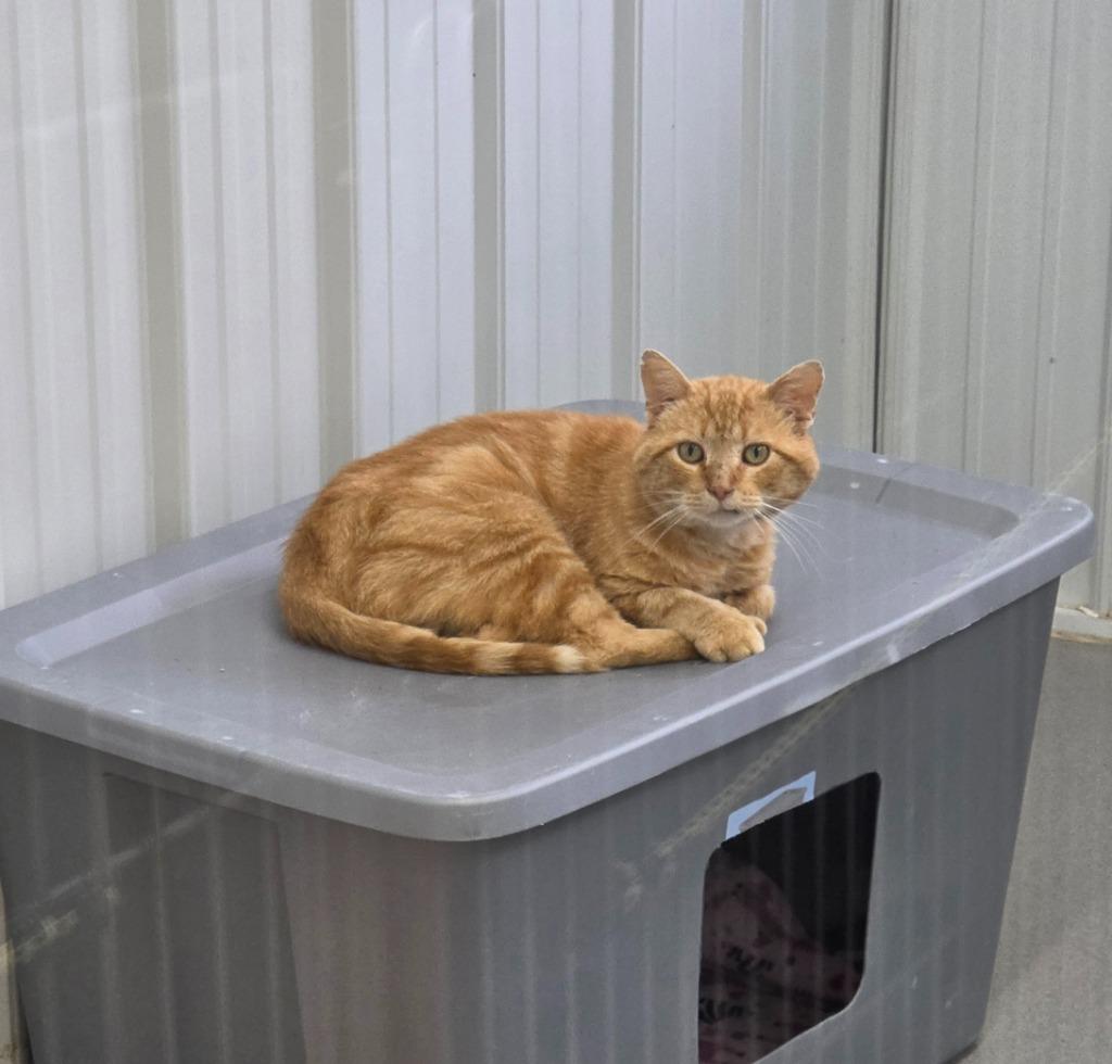 Elmer, Adoptable, Adult Male Domestic Short Hair.