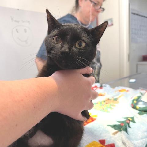 Enlarge Bobby, a Adoptable Domestic Short Hair in Donalsonville, GA image 1/3