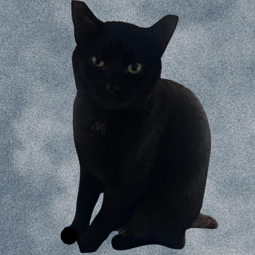 Enlarge Bobby, a Adoptable Domestic Short Hair in Donalsonville, GA image 2/3