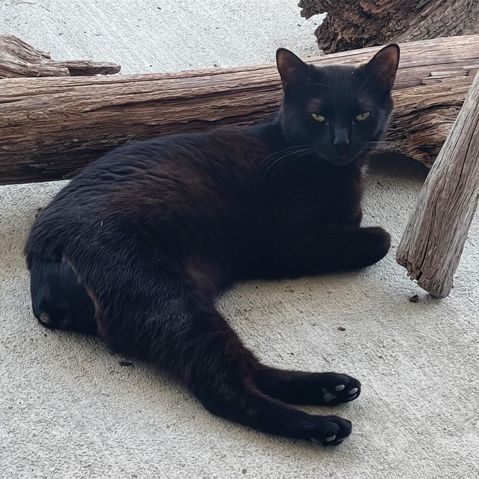 Enlarge Bobby, a Adoptable Domestic Short Hair in Donalsonville, GA image 3/3