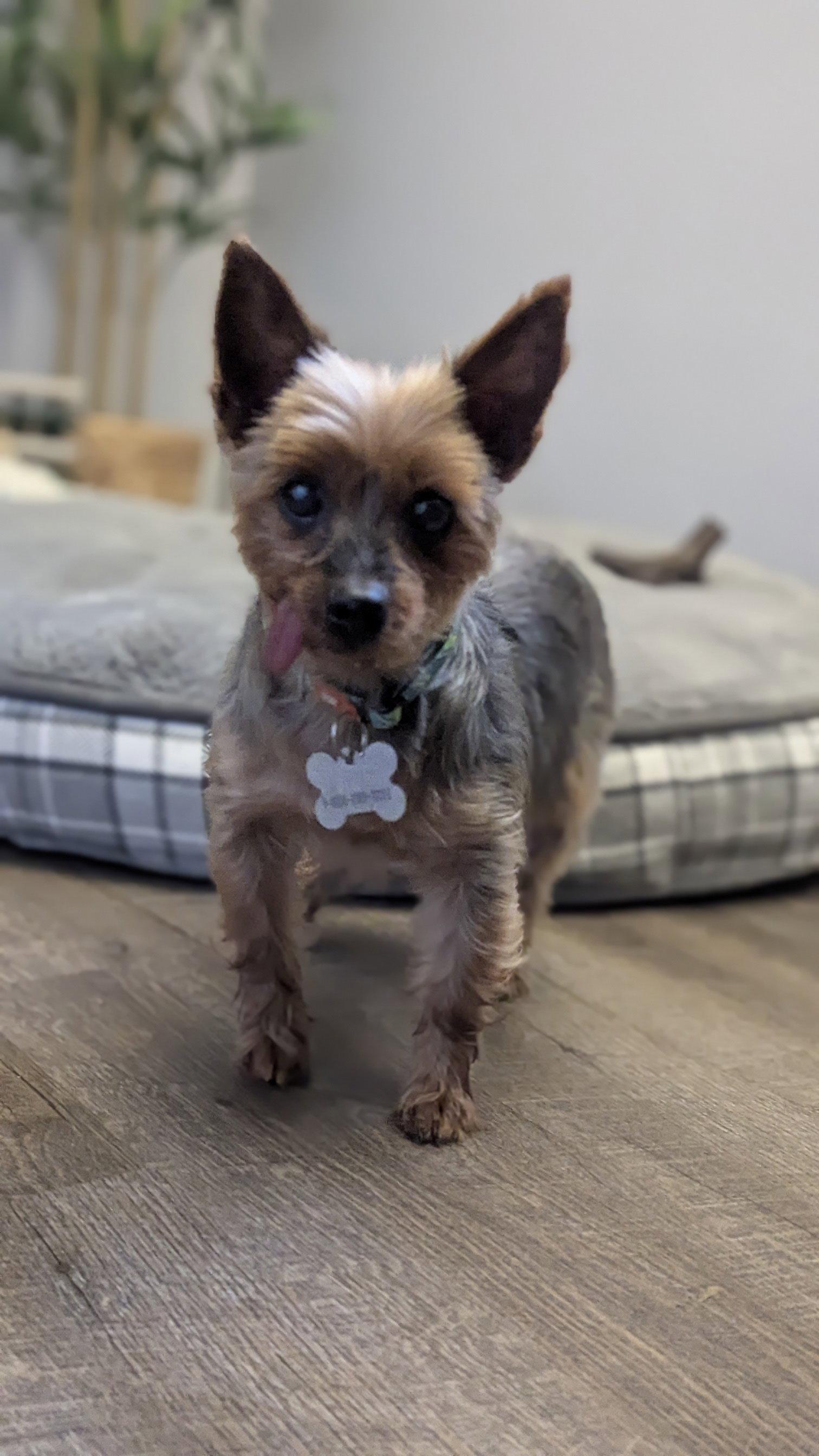 Alice 4500, Adoptable, Senior Female Yorkshire Terrier.