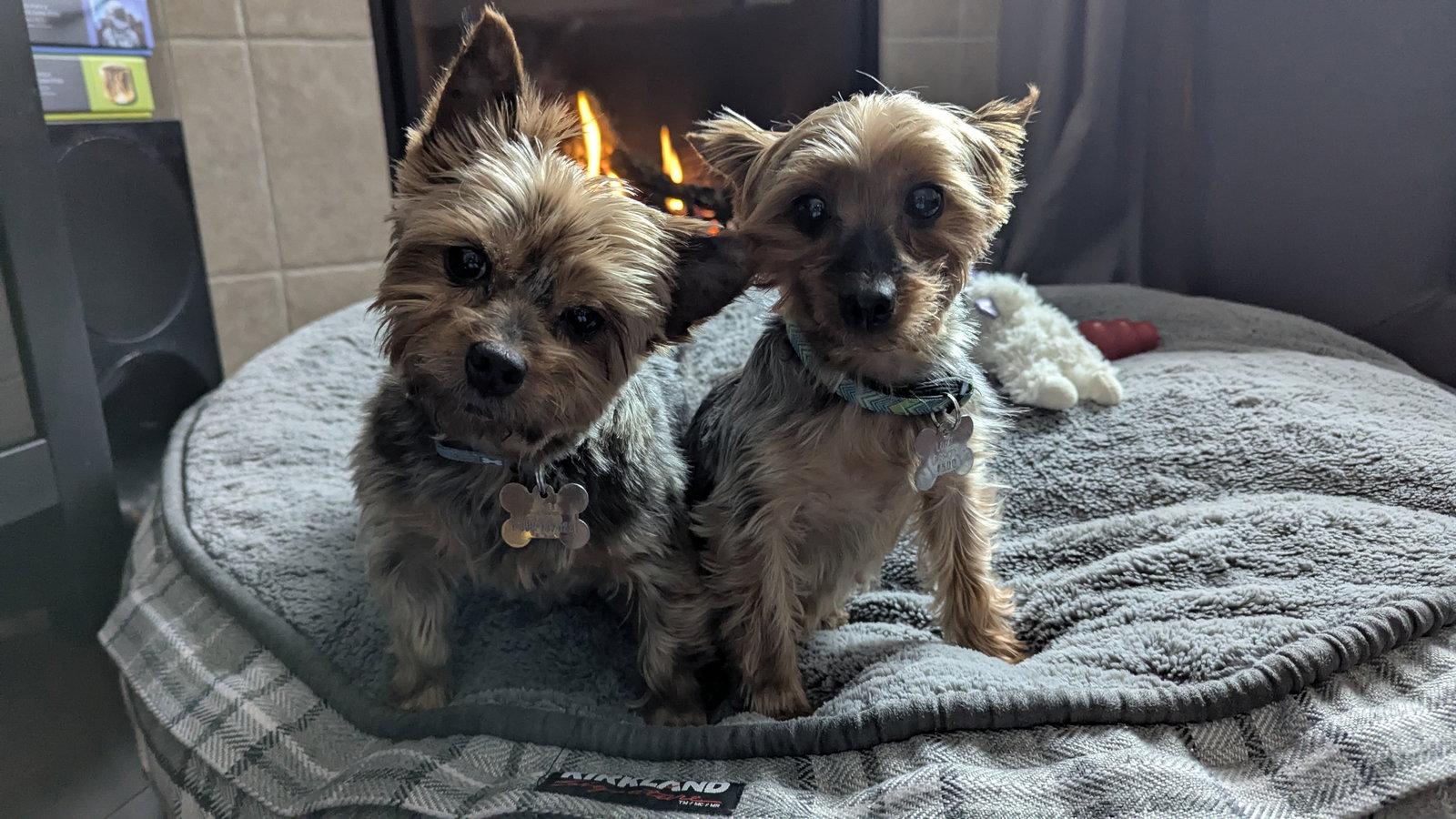 Alice 4500, a Adoptable Yorkshire Terrier in Pickering, ON image 2/3