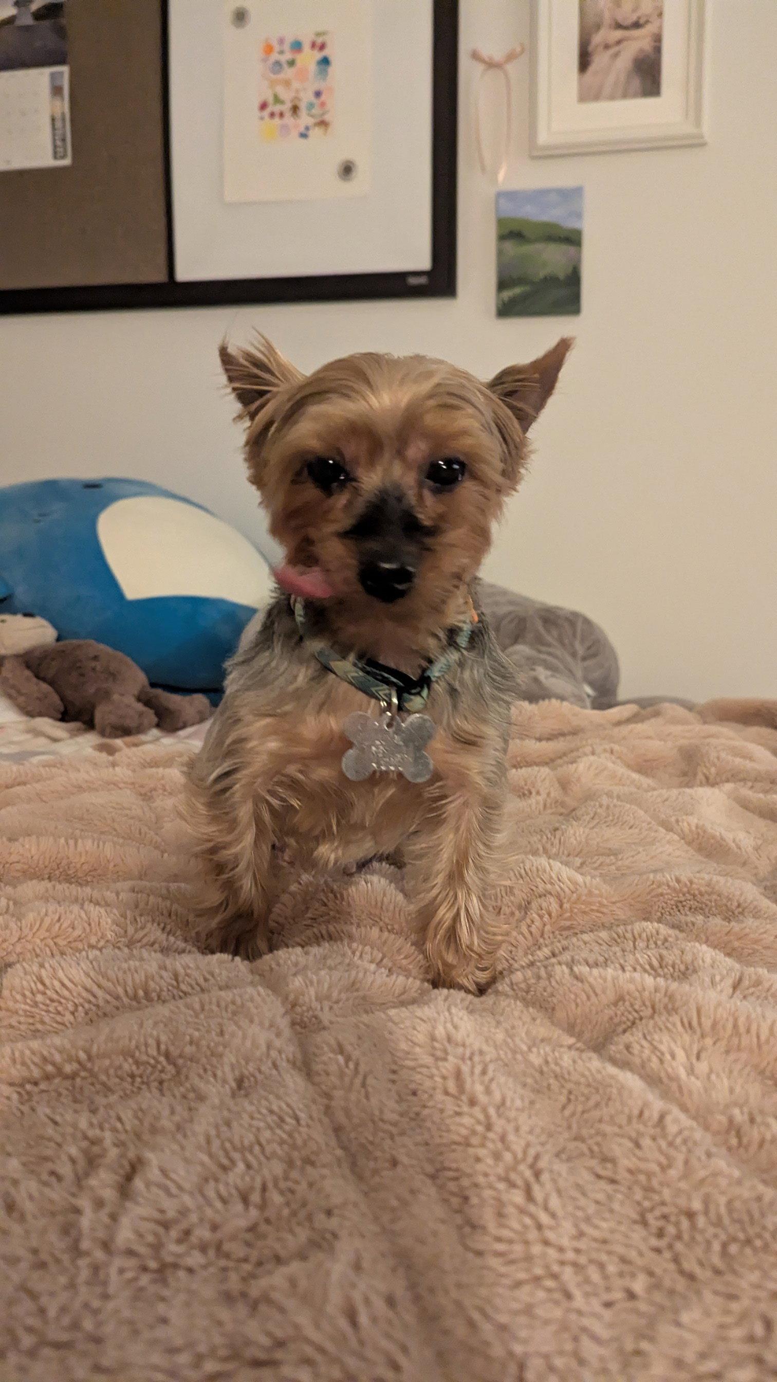Alice 4500, a Adoptable Yorkshire Terrier in Pickering, ON image 3/3