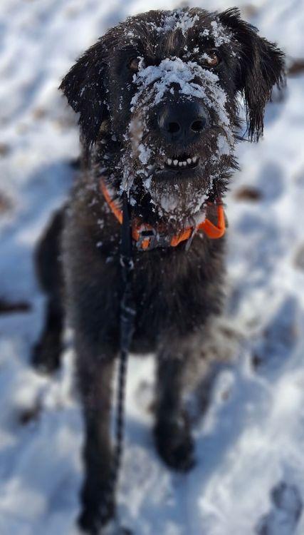 Enlarge Benny, an adopted mixed breed in Larkspur, CO image 2/4