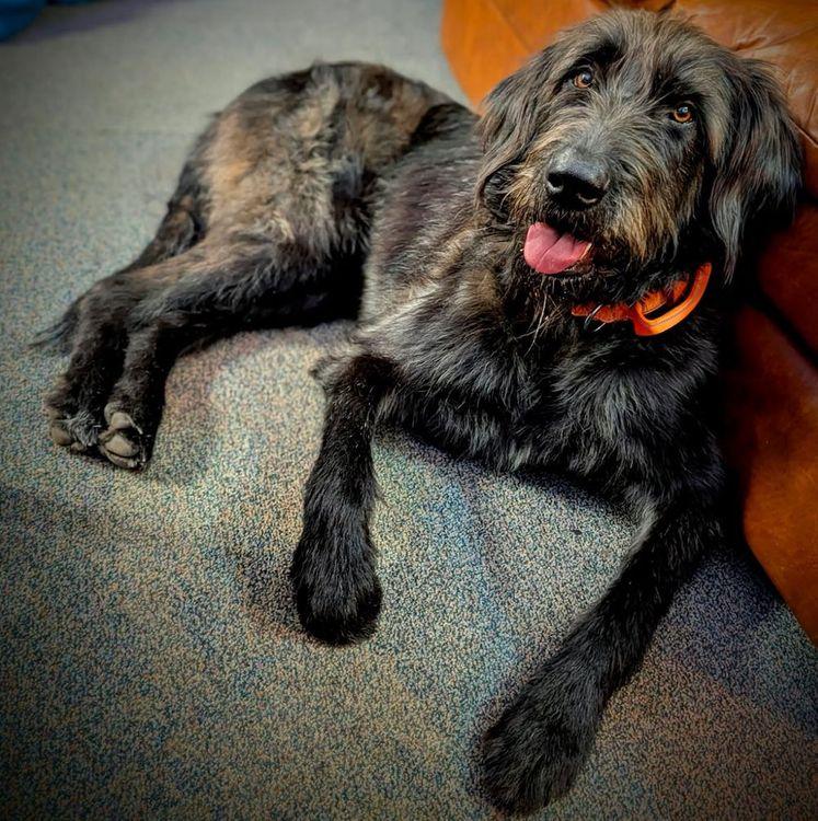 Enlarge Benny, an adopted mixed breed in Larkspur, CO image 4/4