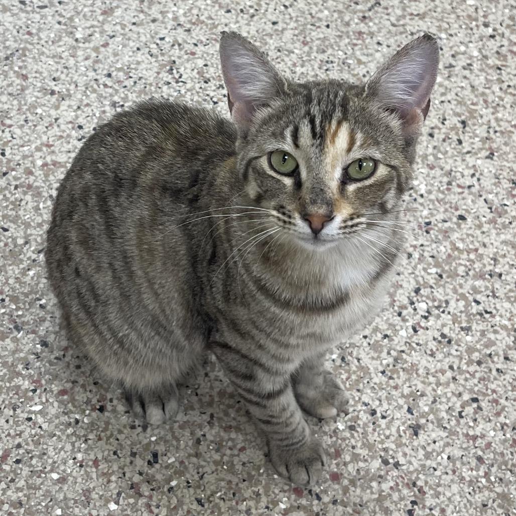 Dr. Seuss, Adoptable, Young Female Domestic Short Hair.