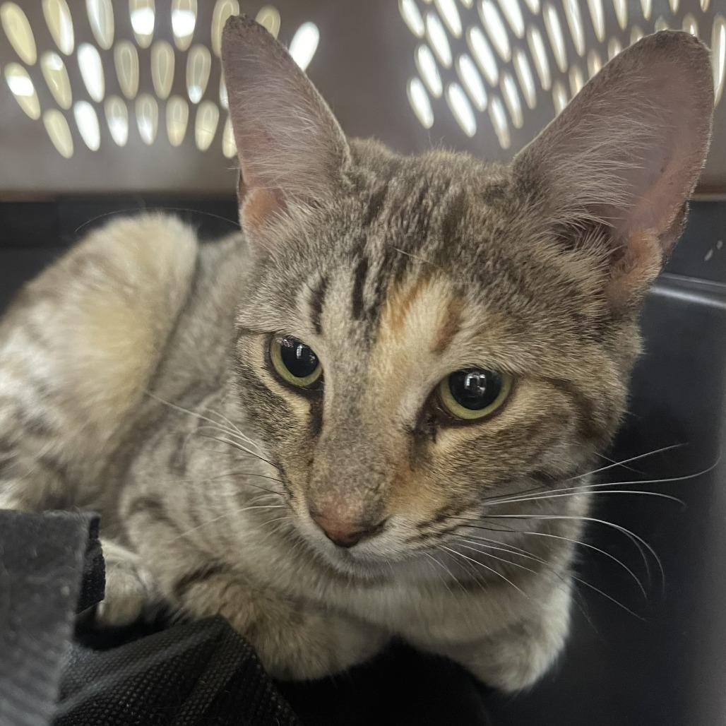 Enlarge Dr. Seuss, a Adoptable Domestic Short Hair in Donalsonville, GA image 2/2