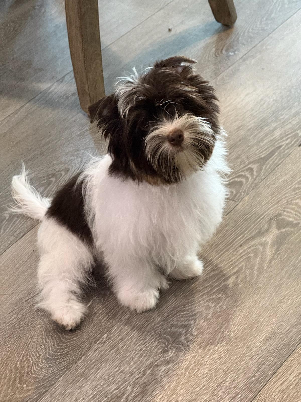 Kris, adopted, Young Male Yorkshire Terrier.