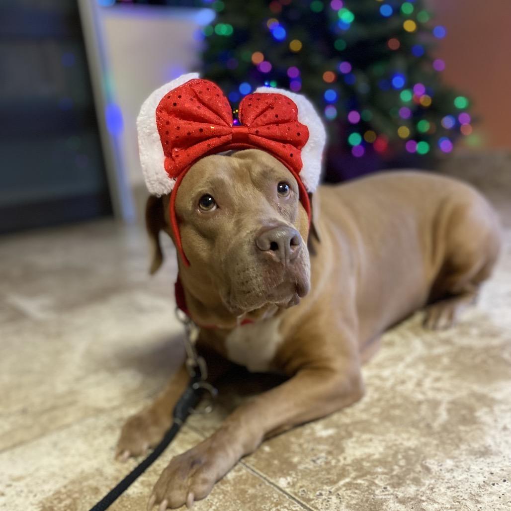 Tessa, Adoptable, Adult Female Mixed Breed.