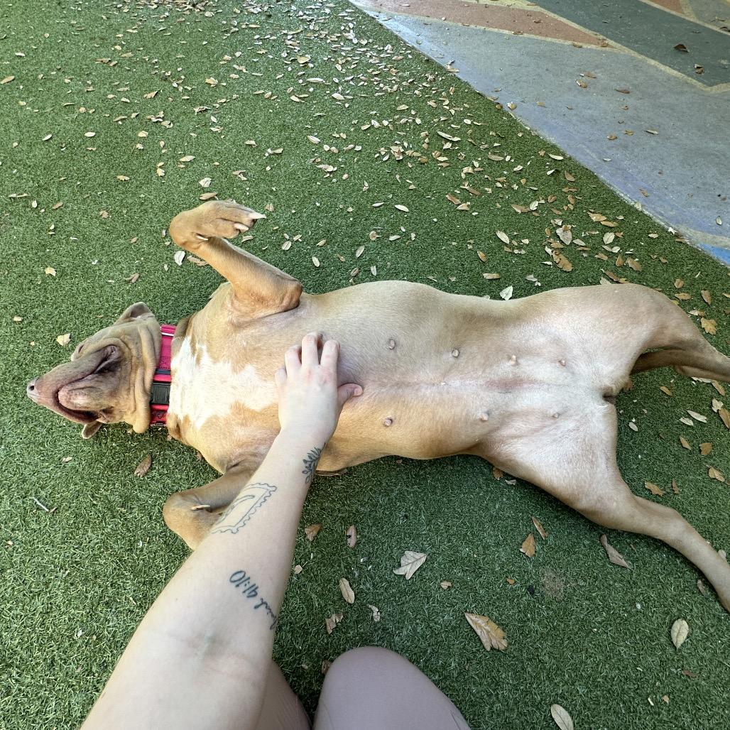 Tessa, Adoptable, Adult Female Mixed Breed.