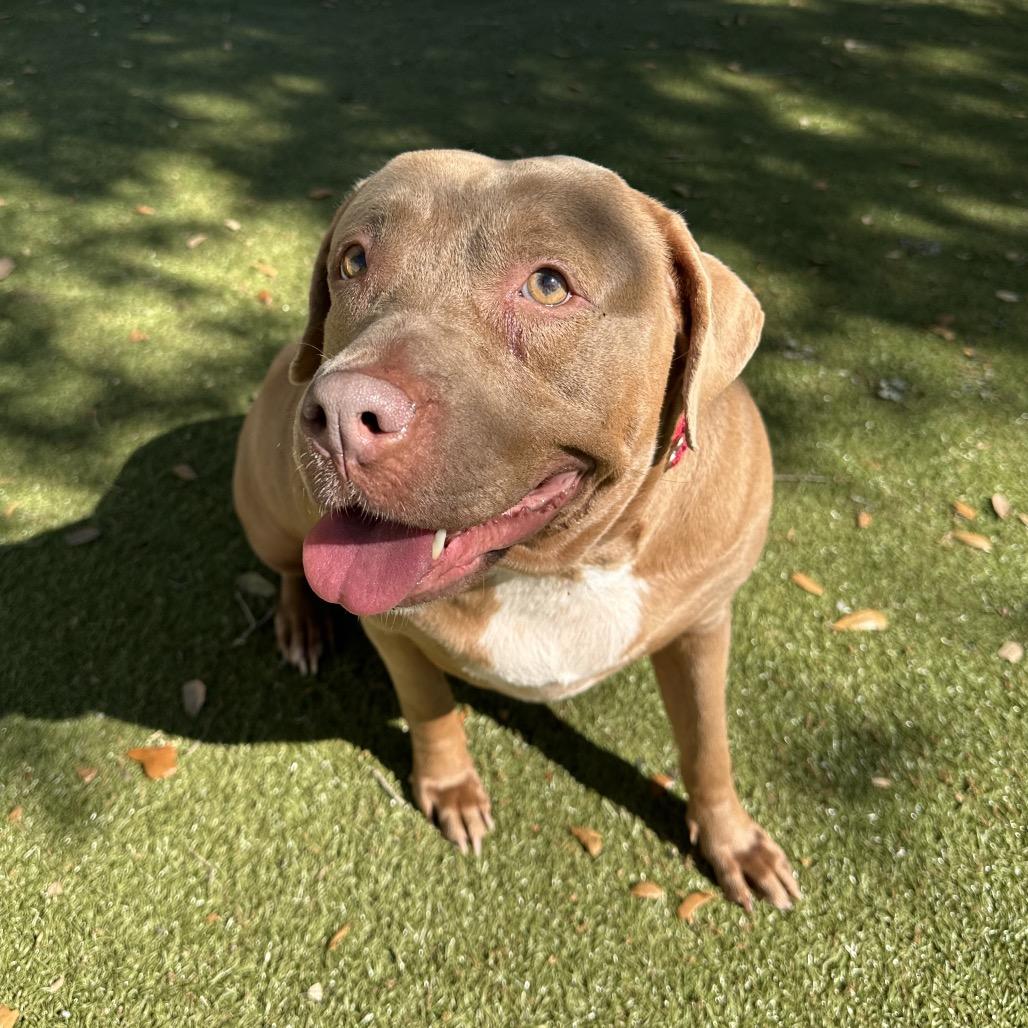 Enlarge Tessa, a Adoptable mixed breed in Titusville, FL image 4/6