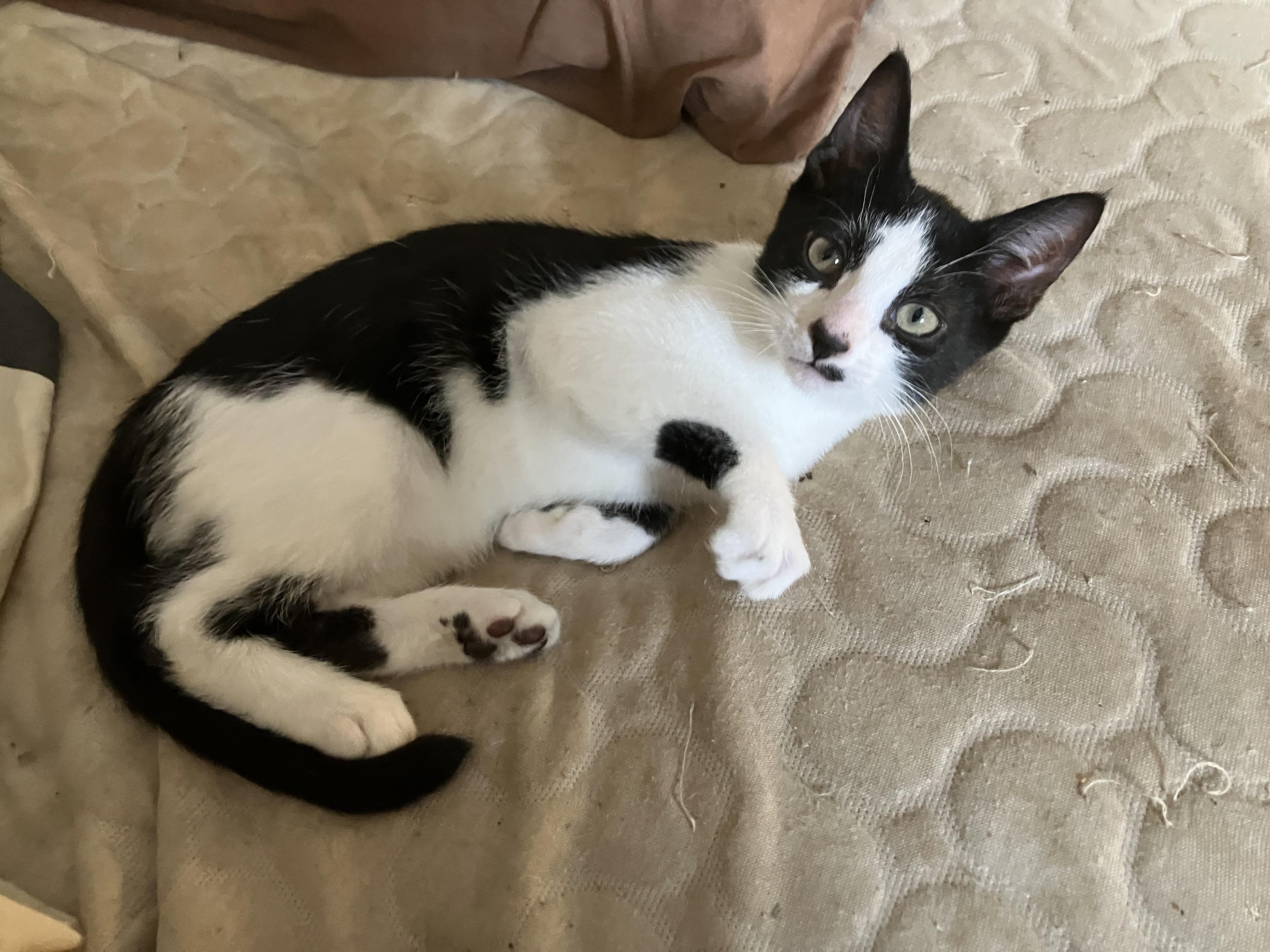 Buck, adopted, Kitten Male Domestic Short Hair.