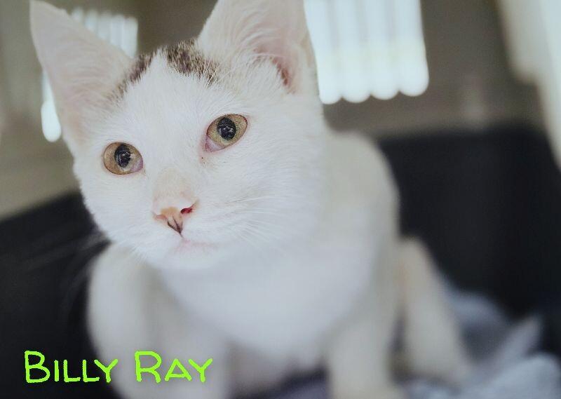 Billy Ray, Adoptable, Young Male Domestic Short Hair.