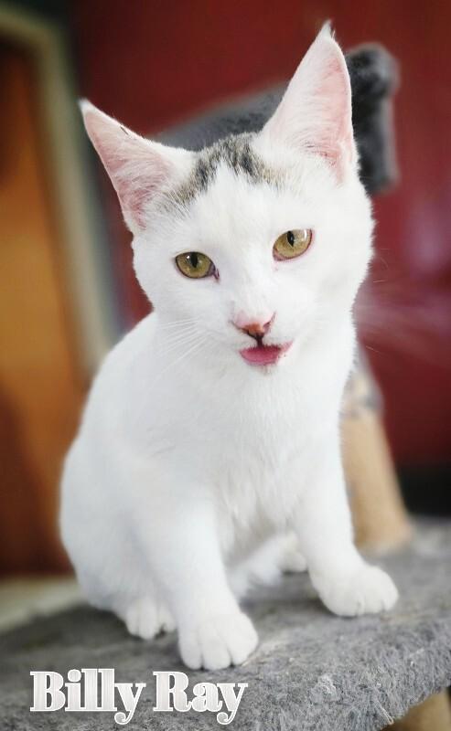 Enlarge Billy Ray, a Adoptable Domestic Short Hair in Adrian, MI image 2/4