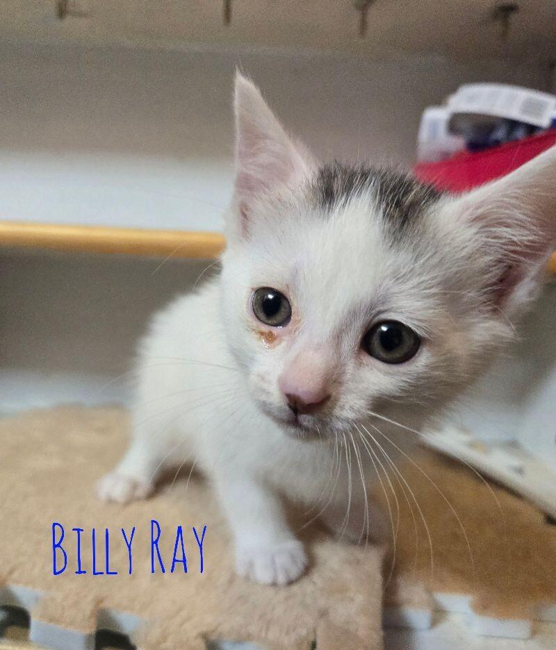 Enlarge Billy Ray, a Adoptable Domestic Short Hair in Adrian, MI image 3/4