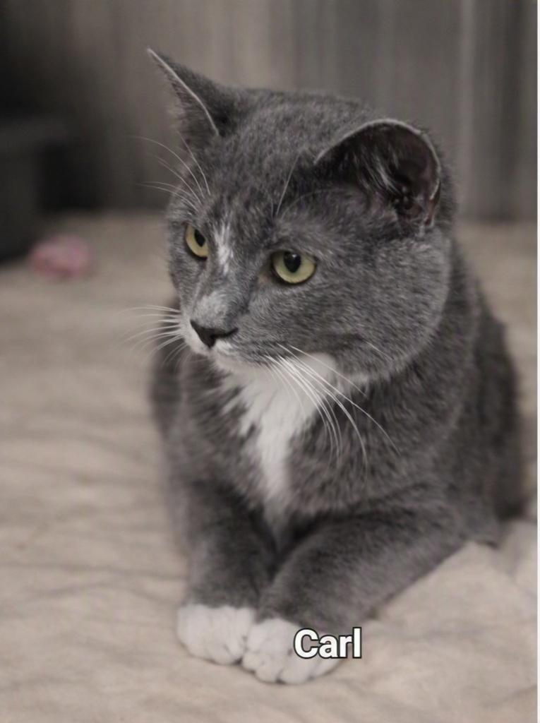 Carl, adopted, Kitten Male Domestic Short Hair.
