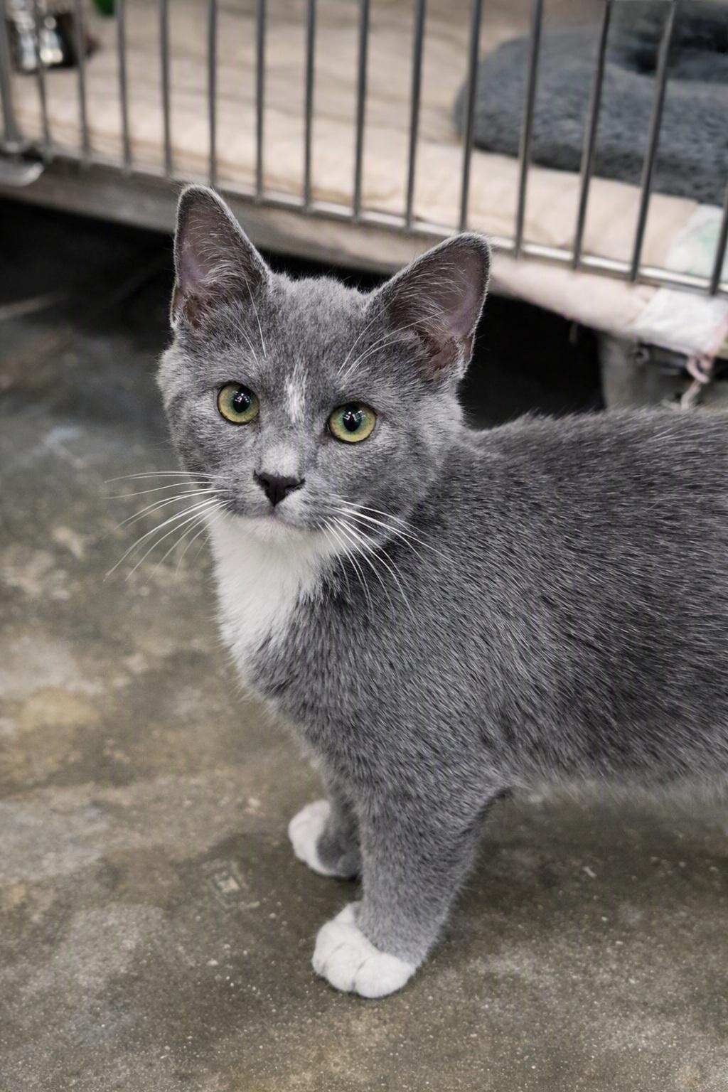 Enlarge Carl, an adopted Domestic Short Hair in Morganton, NC image 2/2