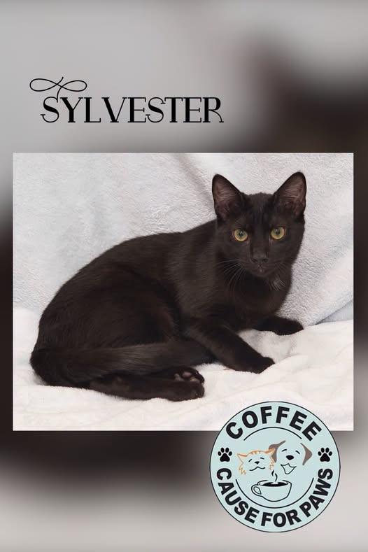 Enlarge Sylvester, a Adoptable Domestic Short Hair in Douglas, GA image 1/1