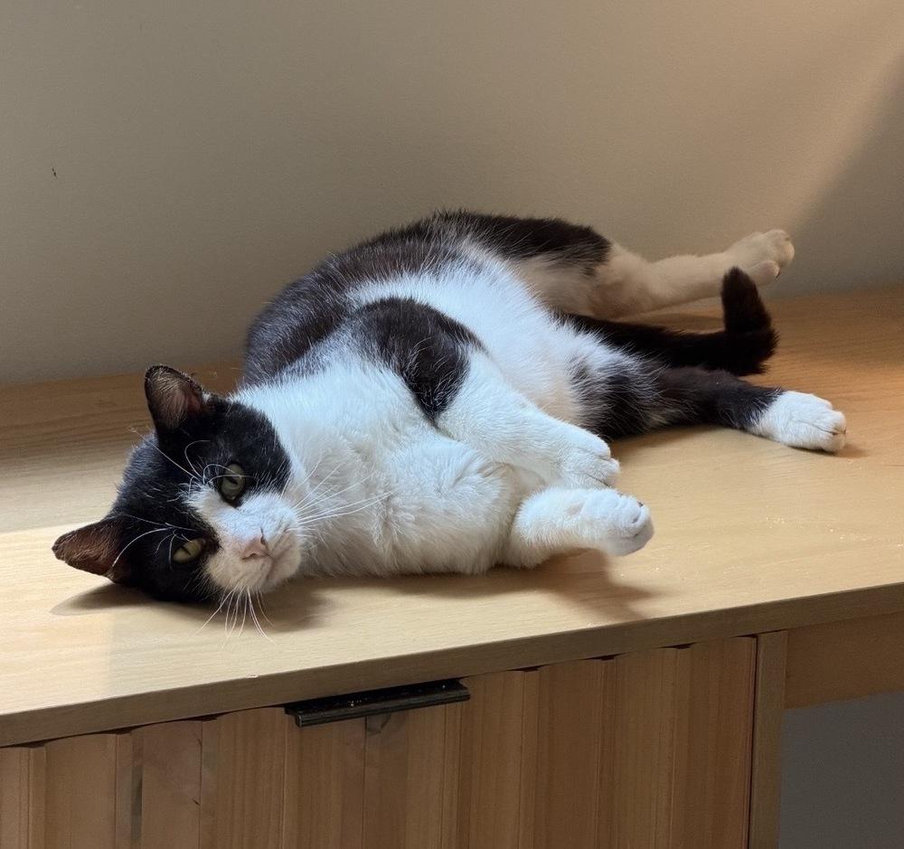 Enlarge Captain, a Adoptable Domestic Short Hair in Milton, DE image 1/1